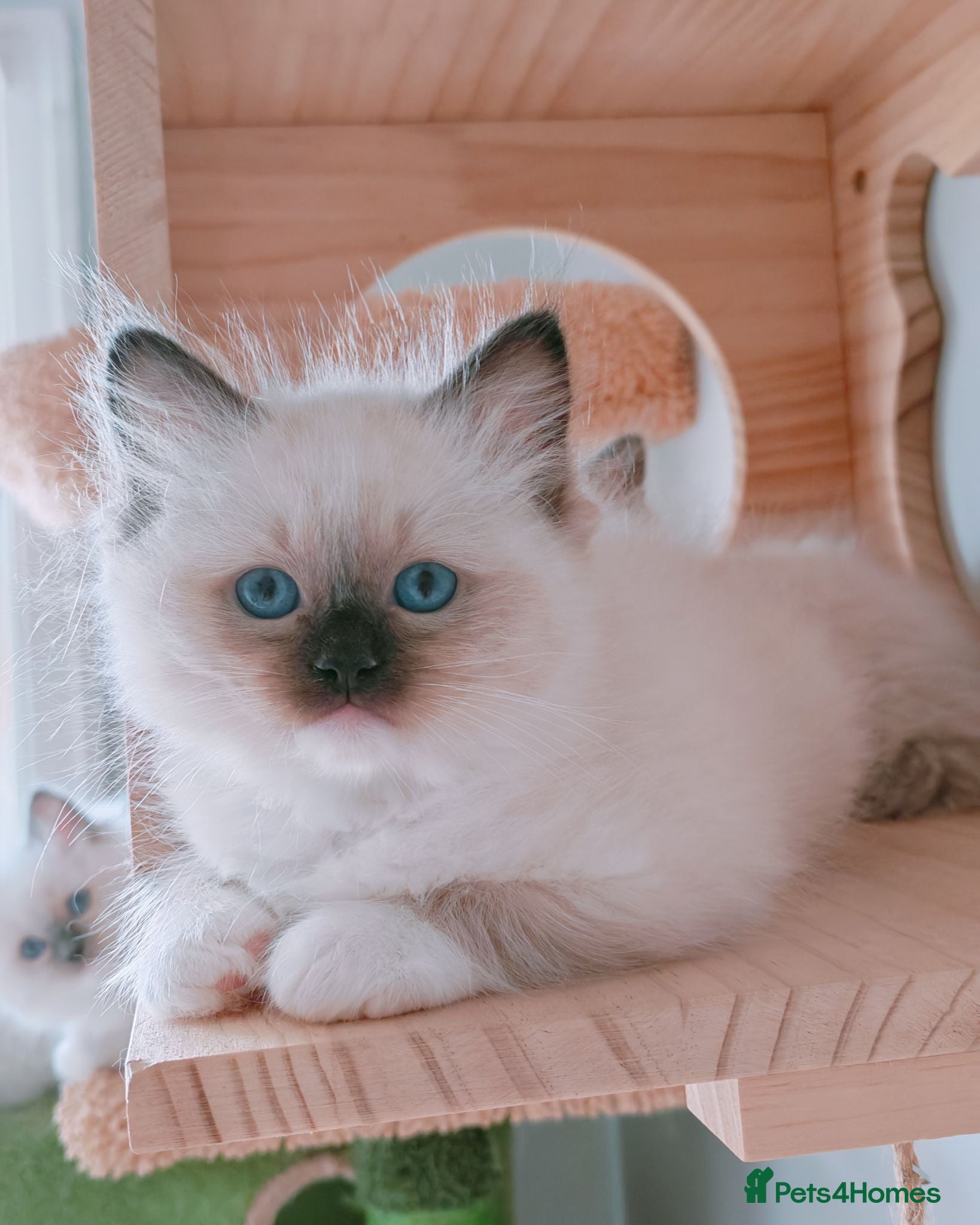 Ragdoll cats Raised with Love, looking for forever homes 🏠❤️ - Advert 6