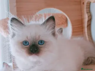 Ragdoll cats Raised with Love, looking for forever homes 🏠❤️ - Advert 6