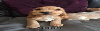 Cocker Spaniel 3