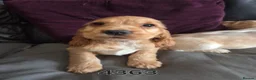 Cocker Spaniel dogs for sale: Stunning show cocker pups  - Advert 4