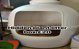 English Lop rabbits for sale: New Home for Milo - Image 7