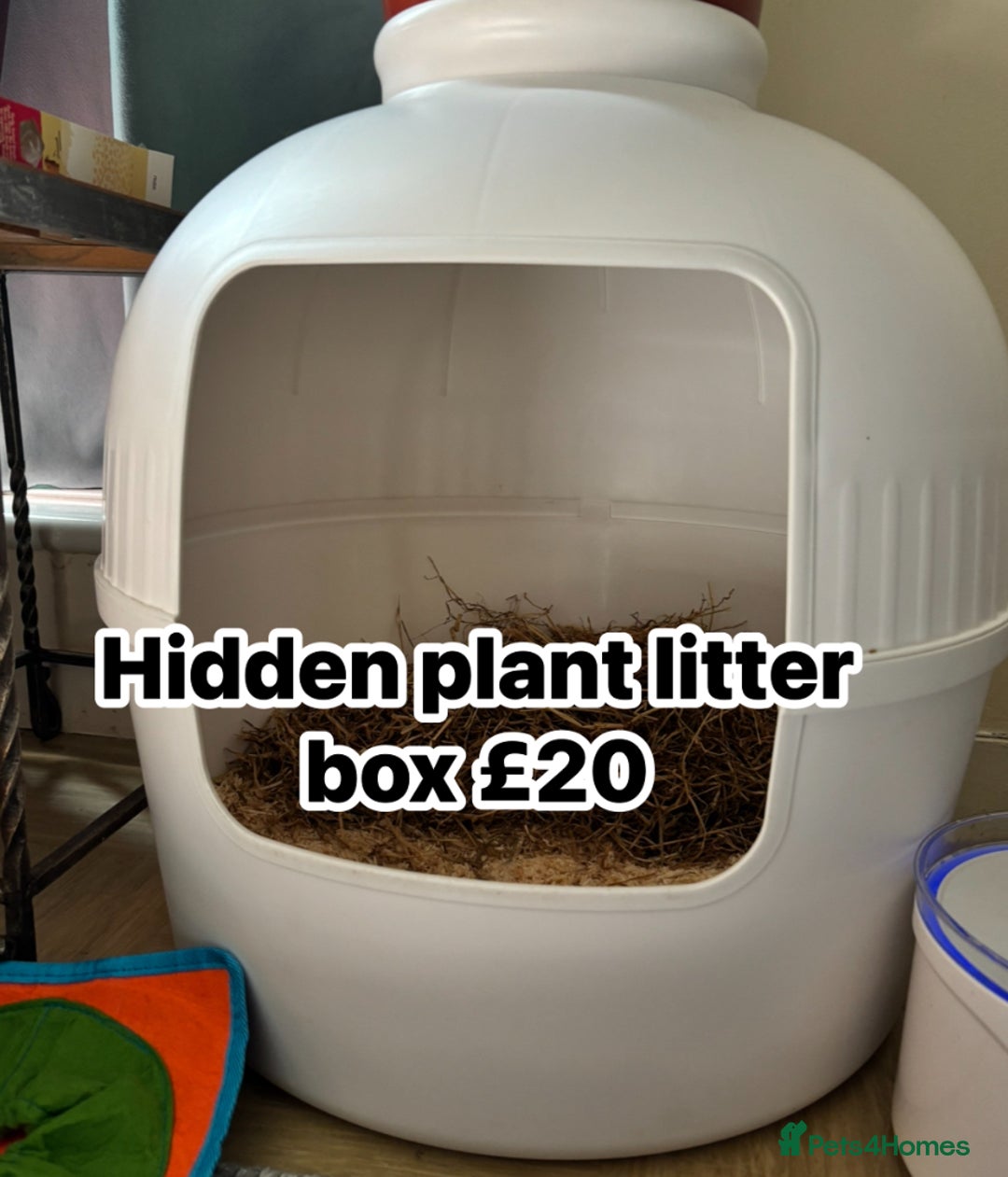 English Lop rabbits for sale: New Home for Milo - Image 7