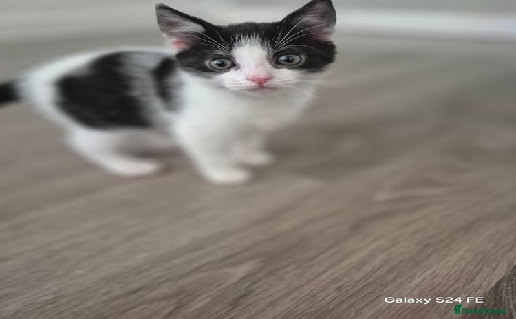 Mixed Breed cats - Advert 2
