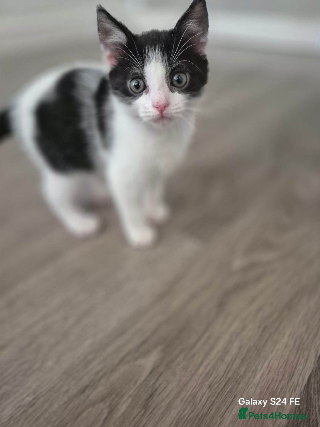 Mixed Breed cats for sale: Beautiful kittens  - Image 1