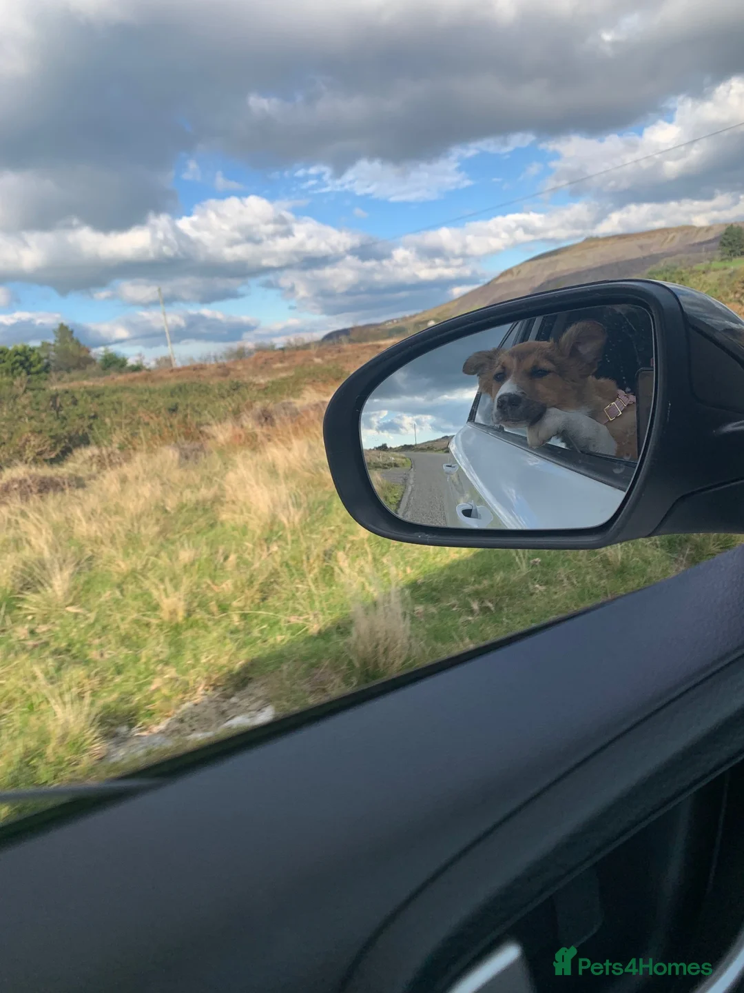Welsh Collie dogs for sale: Welsh collie  - Advert 2