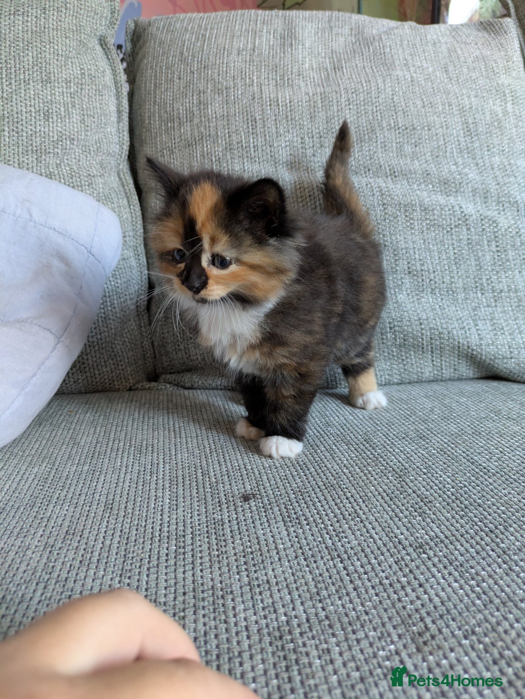 Mixed Breed cats for sale: Kittens 2 litters - Image 18