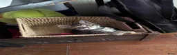 Mixed Breed cats for sale: 4 beautiful kittens left available  - Advert 11