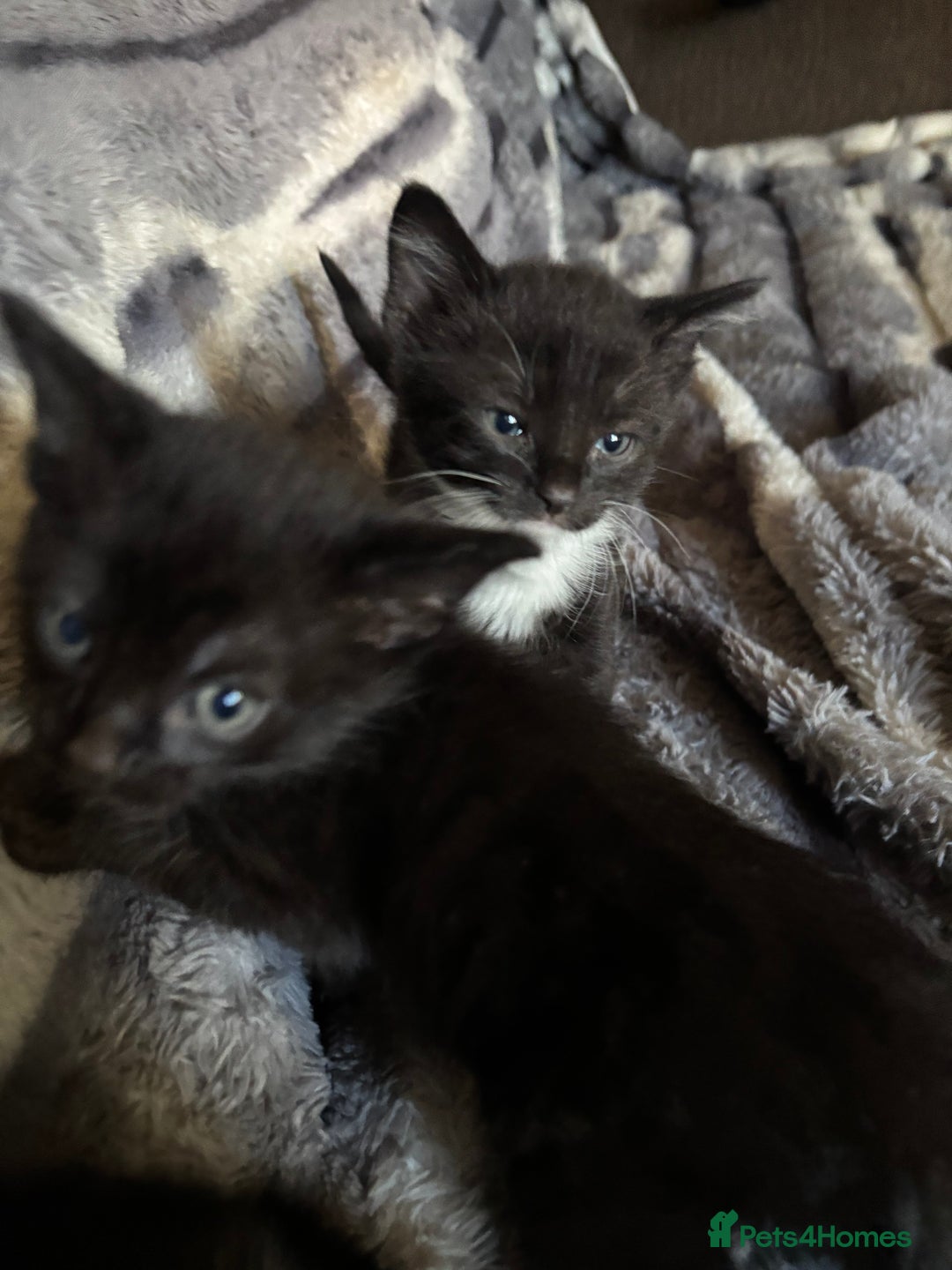 British Longhair cats for sale: 5 beautiful domestic long haired kittens - Image 7