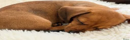 Miniature Dachshund dogs for sale: KC PRA Clear Champion Line Dapple Mini Dachshunds  - Advert 5