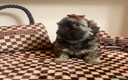 Shih Tzu dogs for sale: Stunning KC chocolate imperial Shihtzu puppies - Image 6