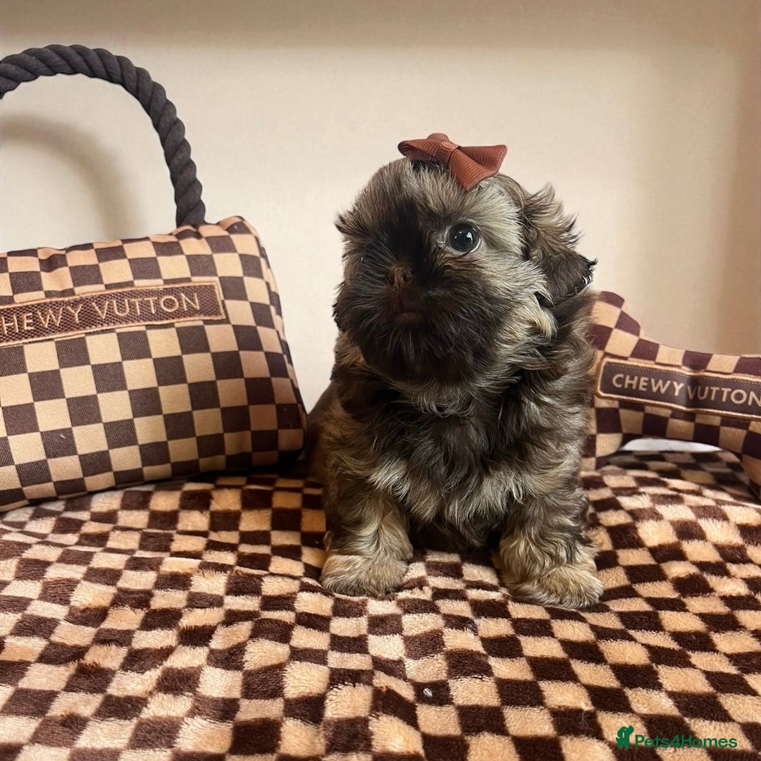 Shih Tzu dogs for sale: Stunning KC chocolate imperial Shihtzu puppies - Image 6