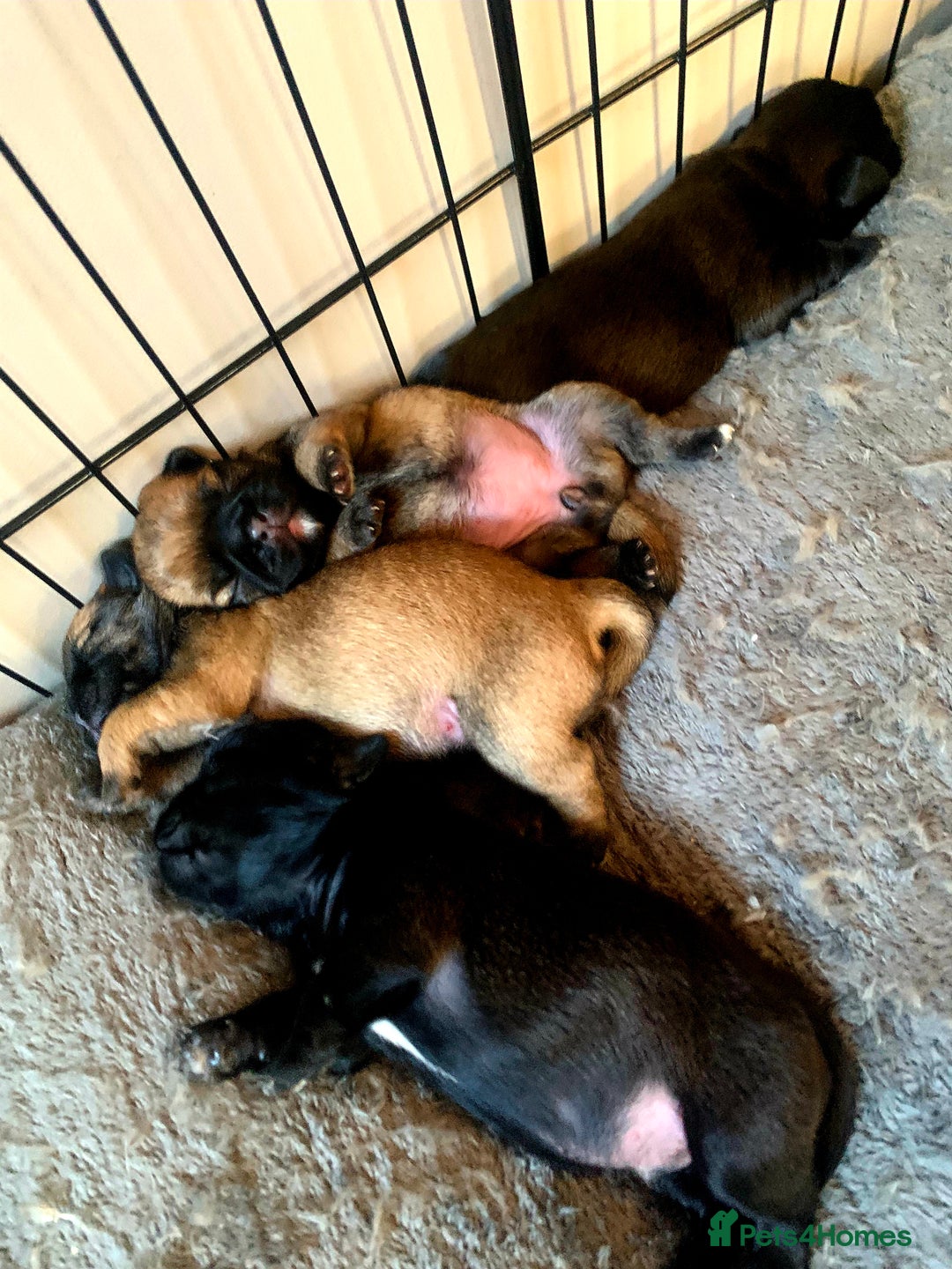 Mixed Breed dogs for sale: Pugzu puppies  - Image 13