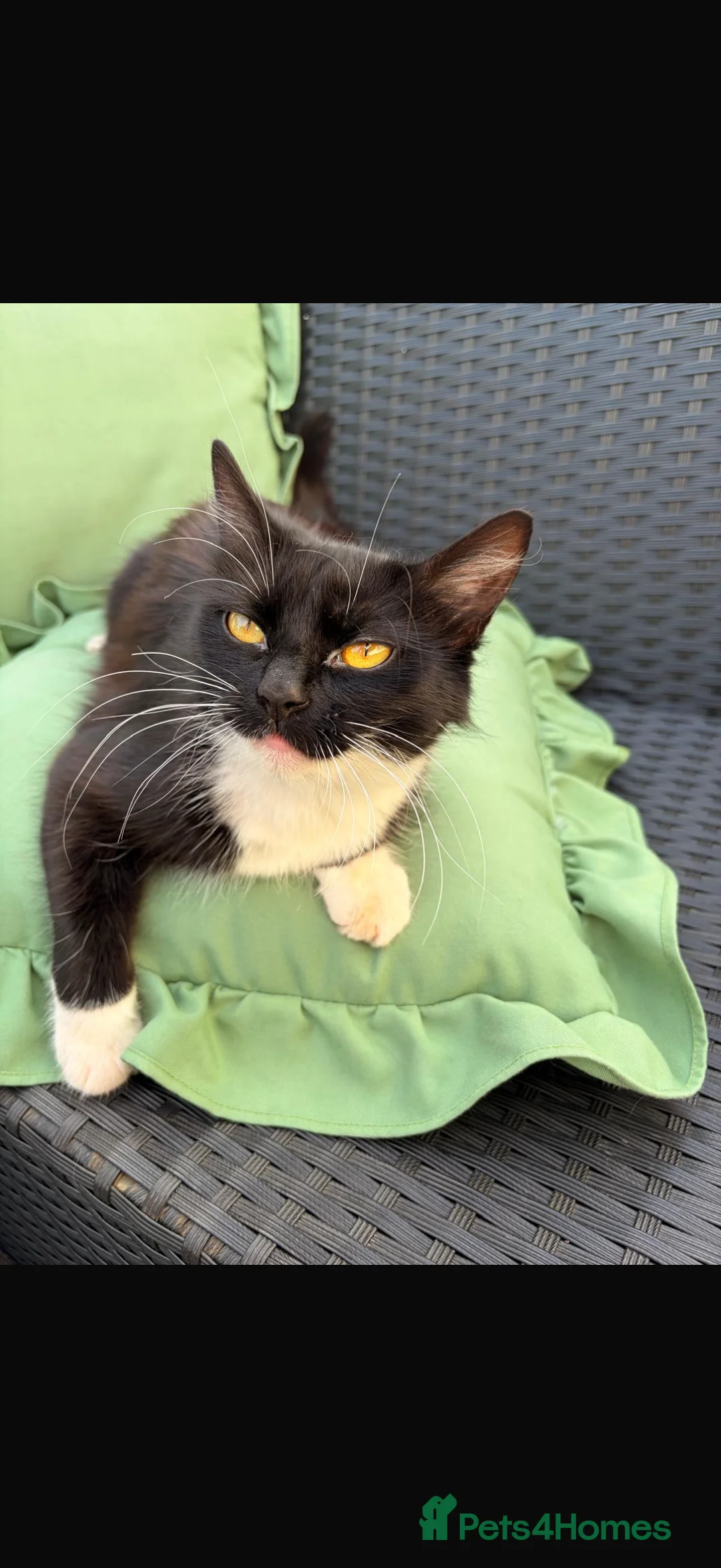 Mixed Breed cats for sale: Female kitten white and black for sale in Gloucester - Advert 2
