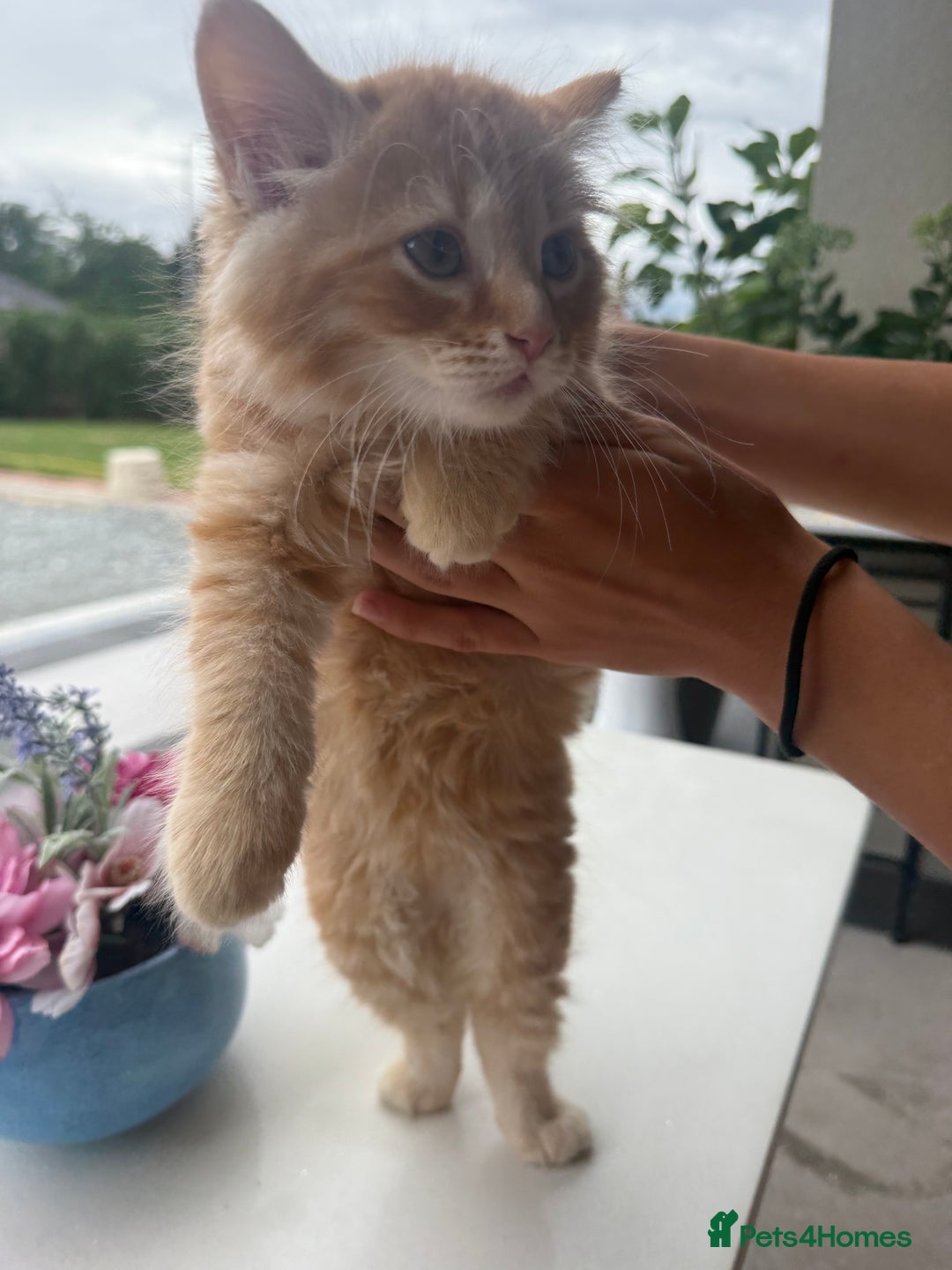 Mixed Breed cats for sale:  Ginger Kitten for sale - Image 3