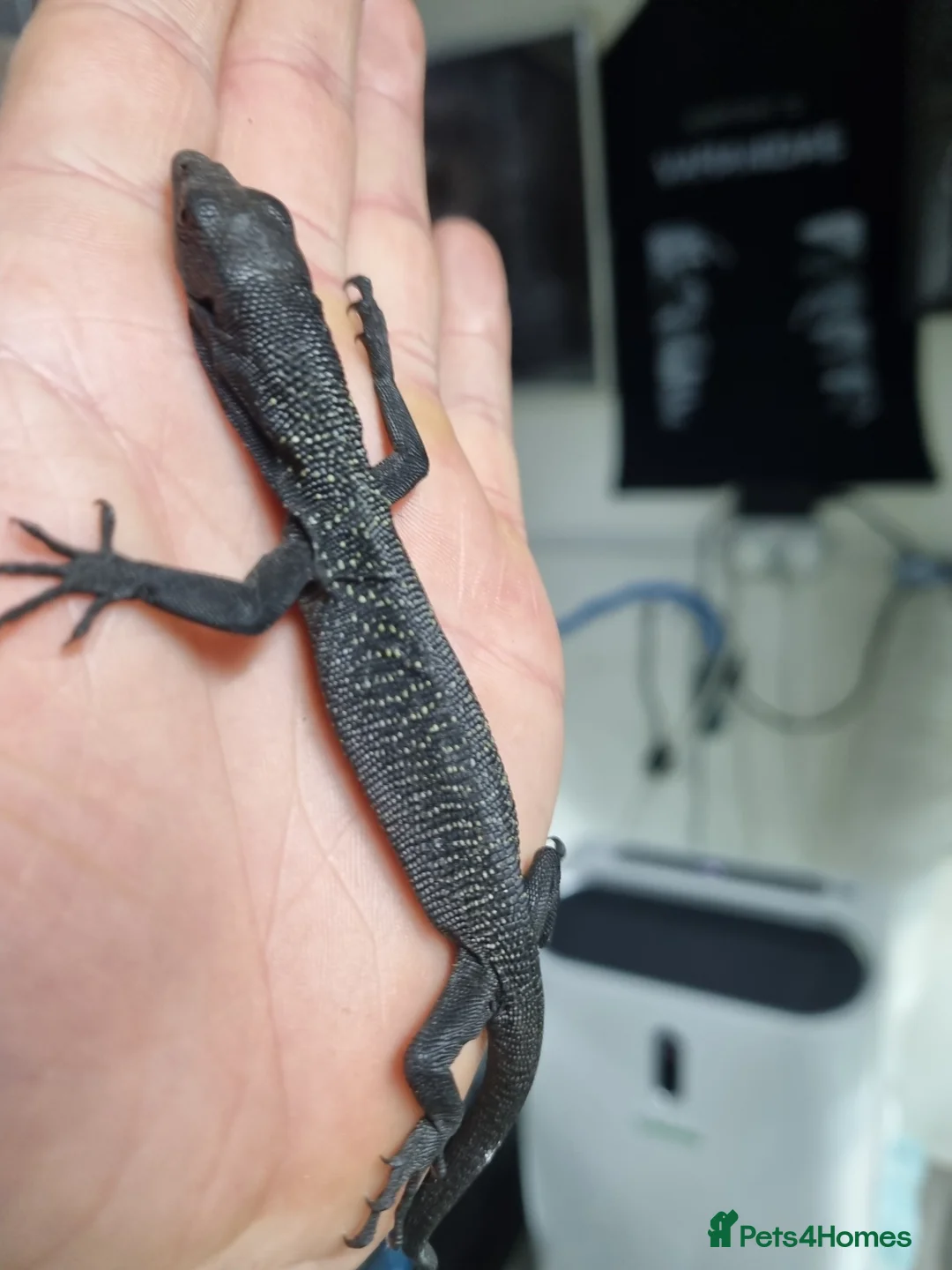 Monitor reptiles for sale: Black tree monitor. Varanus beccarii  - Advert 2