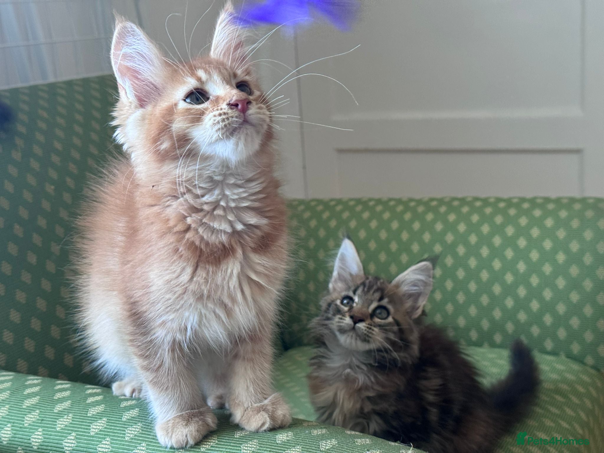 Maine Coon cats Maine Coon active kittens - Advert 1