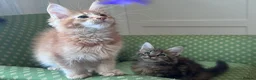 Maine Coon cats for sale: Maine Coon active kittens - Advert 16