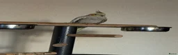 Cockatiels birds for sale: Bonded pair silly tame pearl and whiteface  - Advert 2