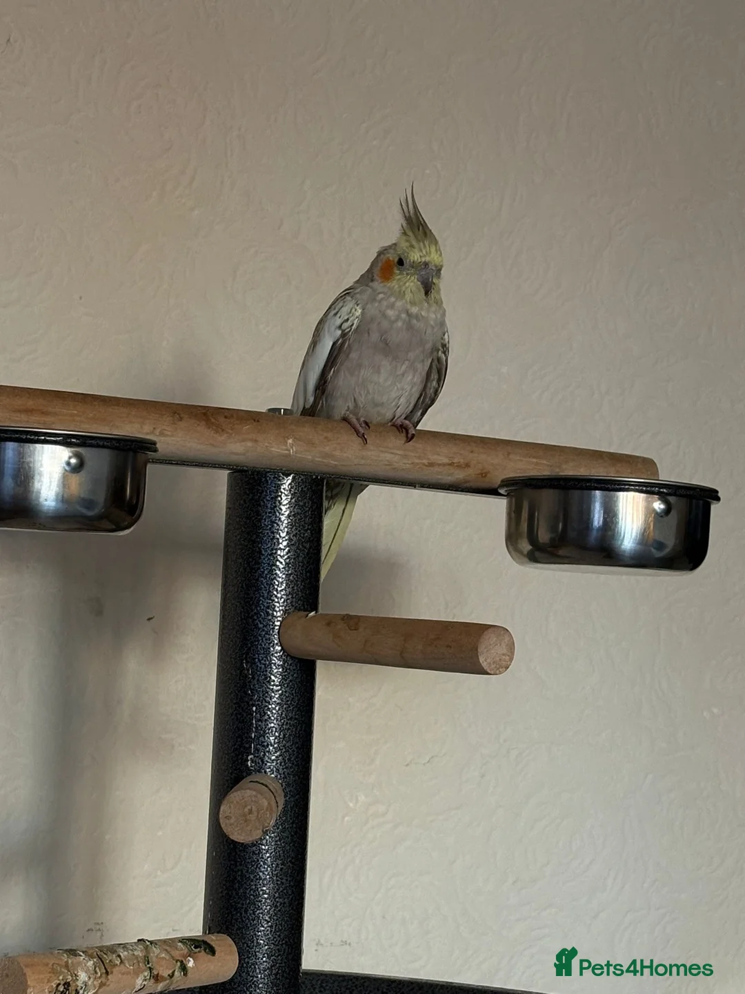 Cockatiels birds for sale: Bonded pair silly tame pearl and whiteface  - Advert 2