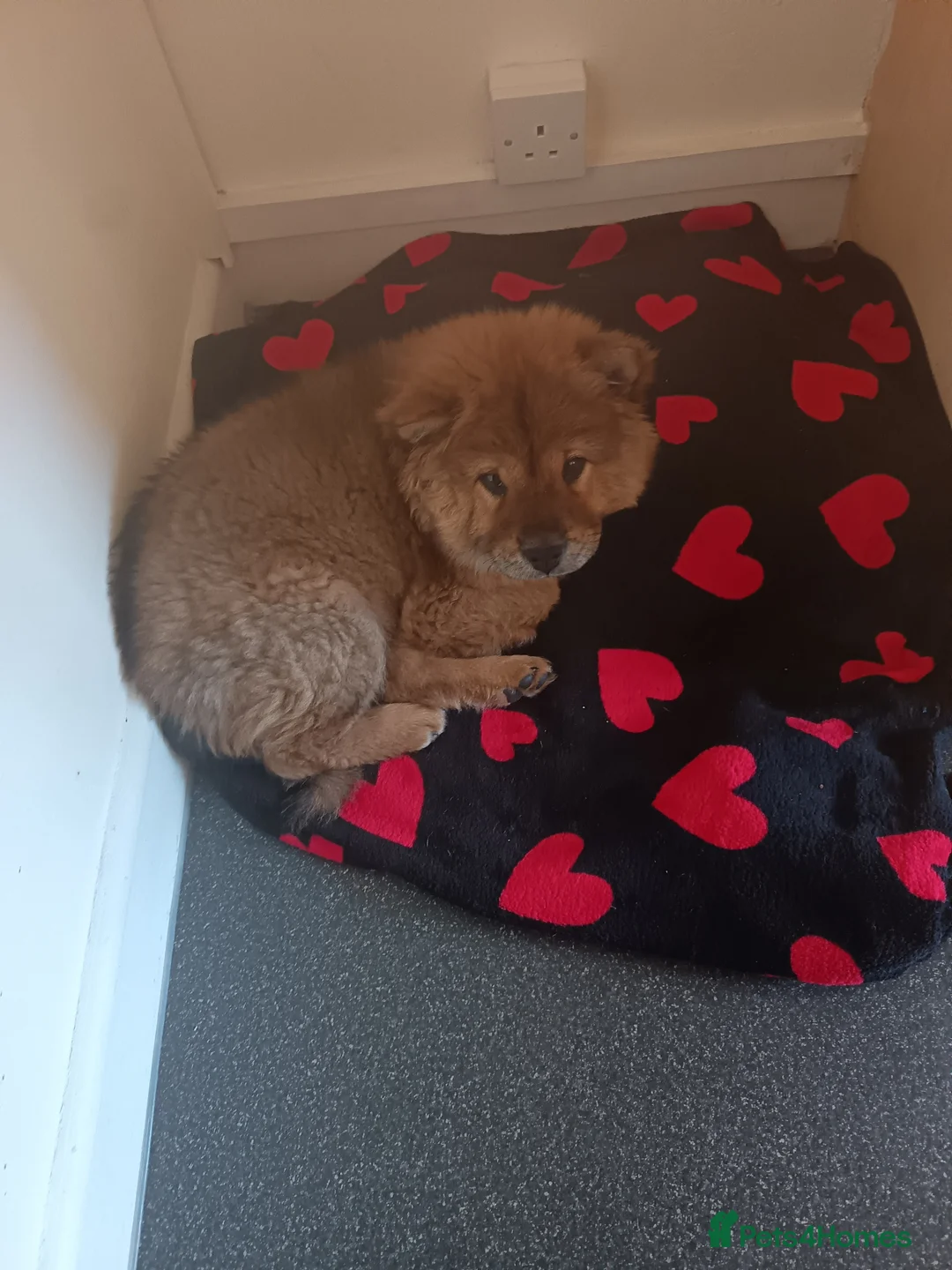 Chow Chow dogs for sale: Kiezer  - Advert 11