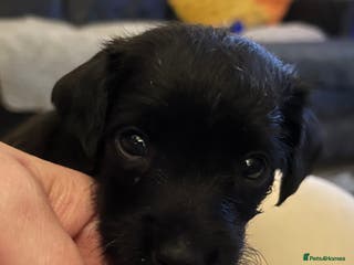 Patterdale Terrier dogs Patterdale/jack puppies **NEW YEAR NEW ADDITION♥️* - Advert 6