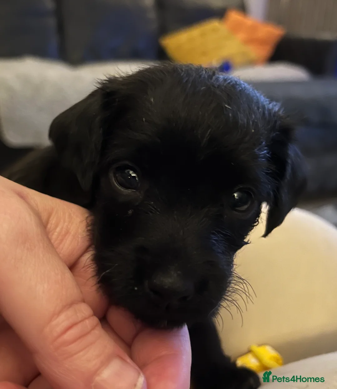 Patterdale Terrier dogs for sale: Patterdale/jack puppies **NEW YEAR NEW ADDITION♥️* - Advert 1