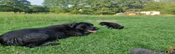 Labrador Retriever dogs for sale: 5 beautiful labrador pups looking forever homes  - Advert 5