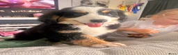 Bernese Mountain Dog dogs for sale: READY NOW Last female KC Bernese puppy  - Advert 4