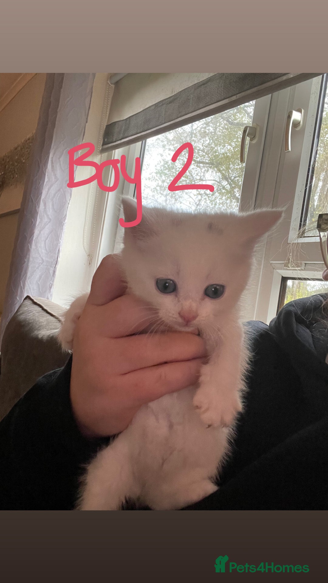 British Shorthair cats for sale: British white shirt hair  - Image 4