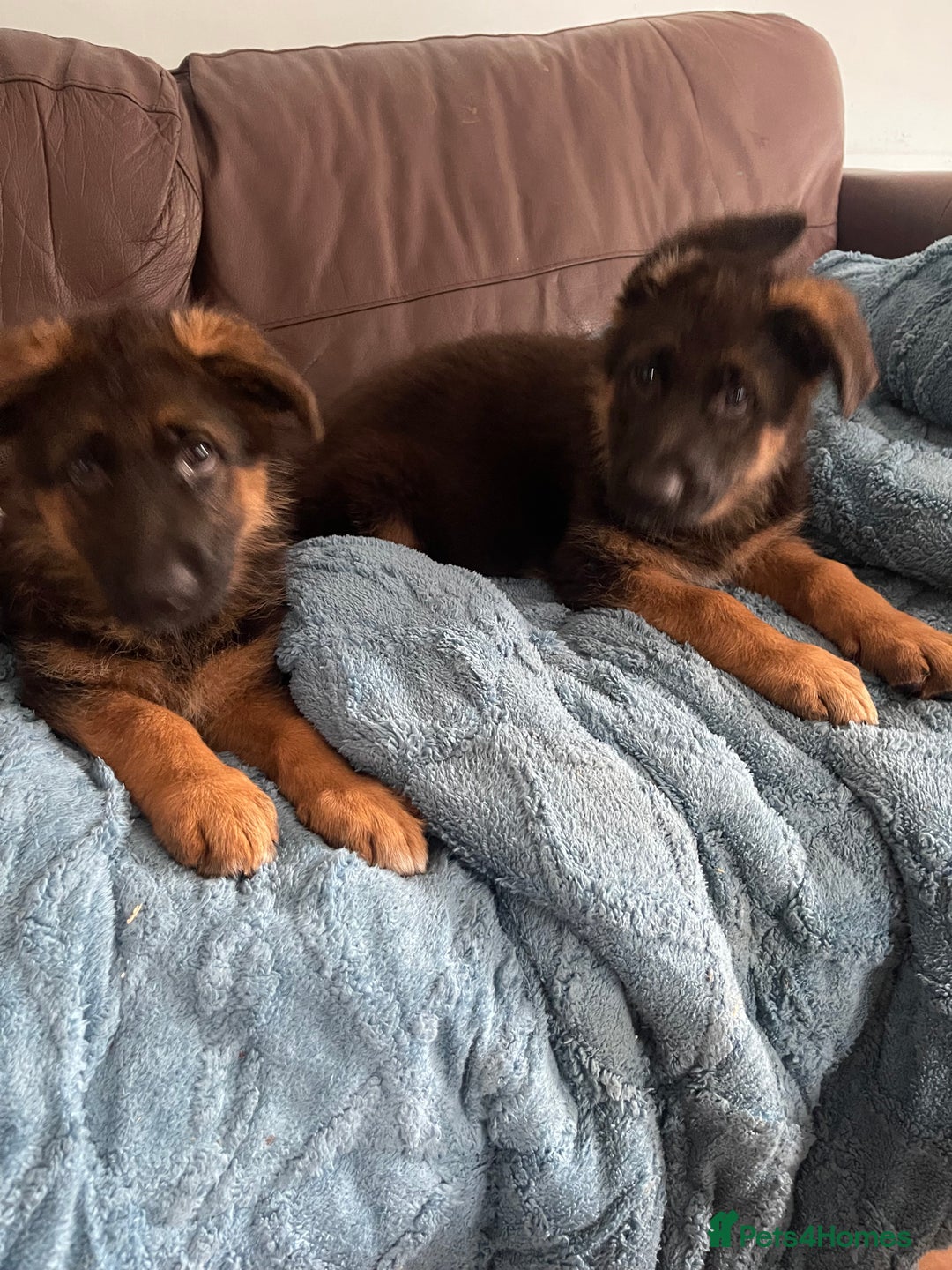 German Shepherd dogs for sale: German Shepherd pups KCRegistered/hip&elbow scored - Image 2