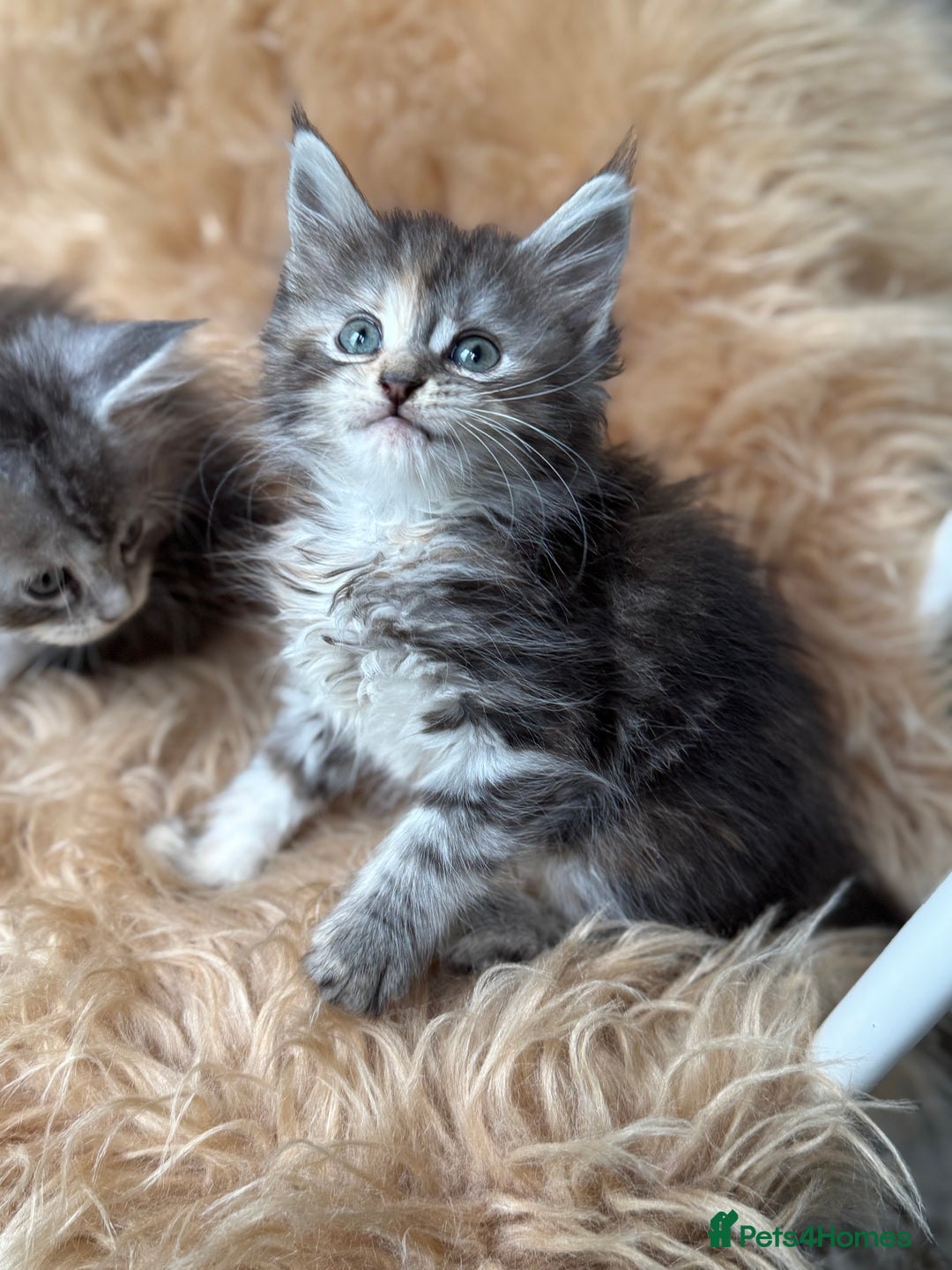 Maine Coon cats for sale: Stunning Mainecoon kittens ready now!!!! - Image 9