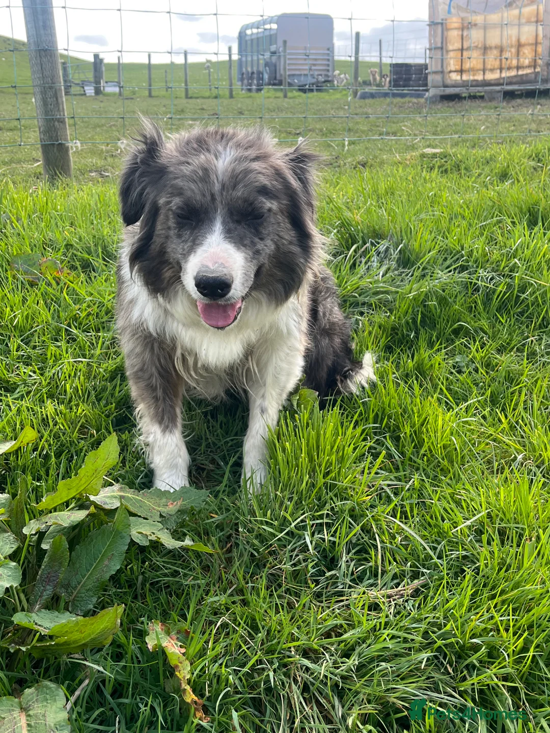 Border Collie dogs for sale: 2 7 year old female border collies - Advert 5