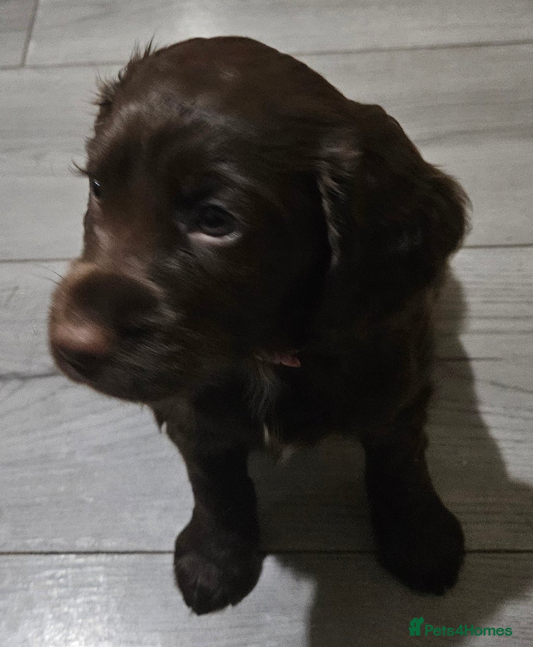 Cocker Spaniel dogs for sale: 5 stunning Cocker Spaniel puppies for sale.  - Advert 17