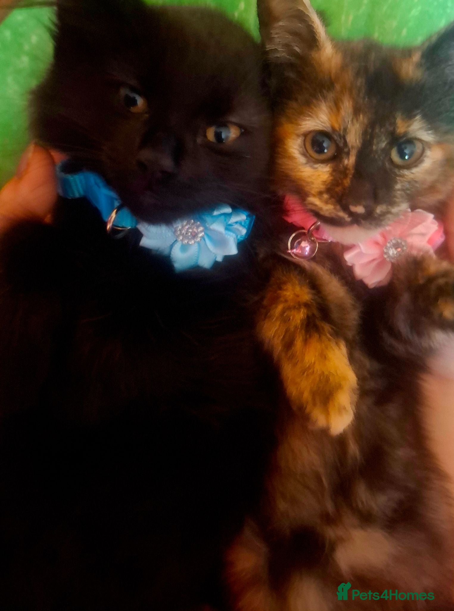 Mixed Breed cats Lovely Kittens 😻 - Advert 2