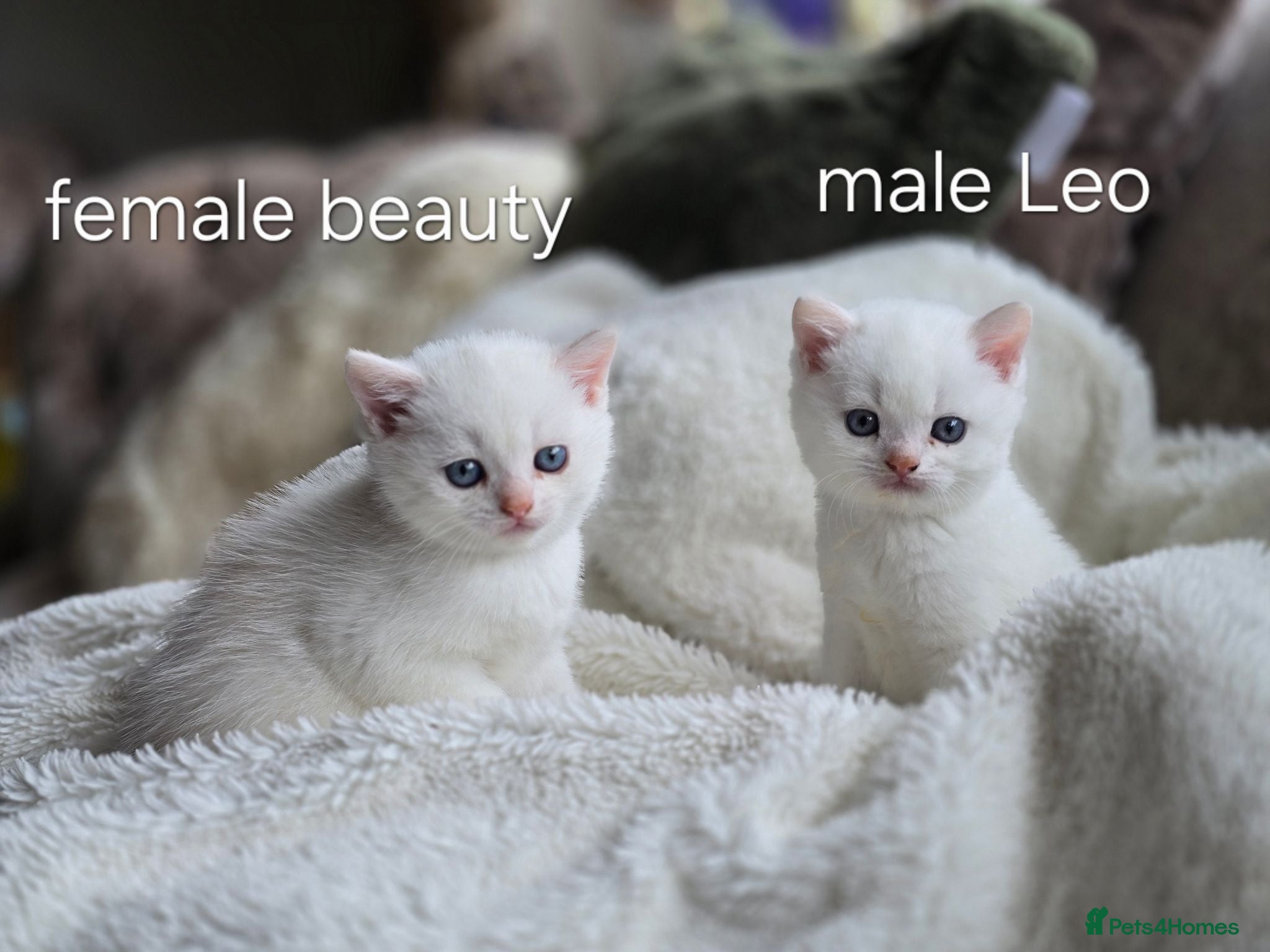 British Longhair cats Rare white British shorthair, pink paws Kittens - Advert 15