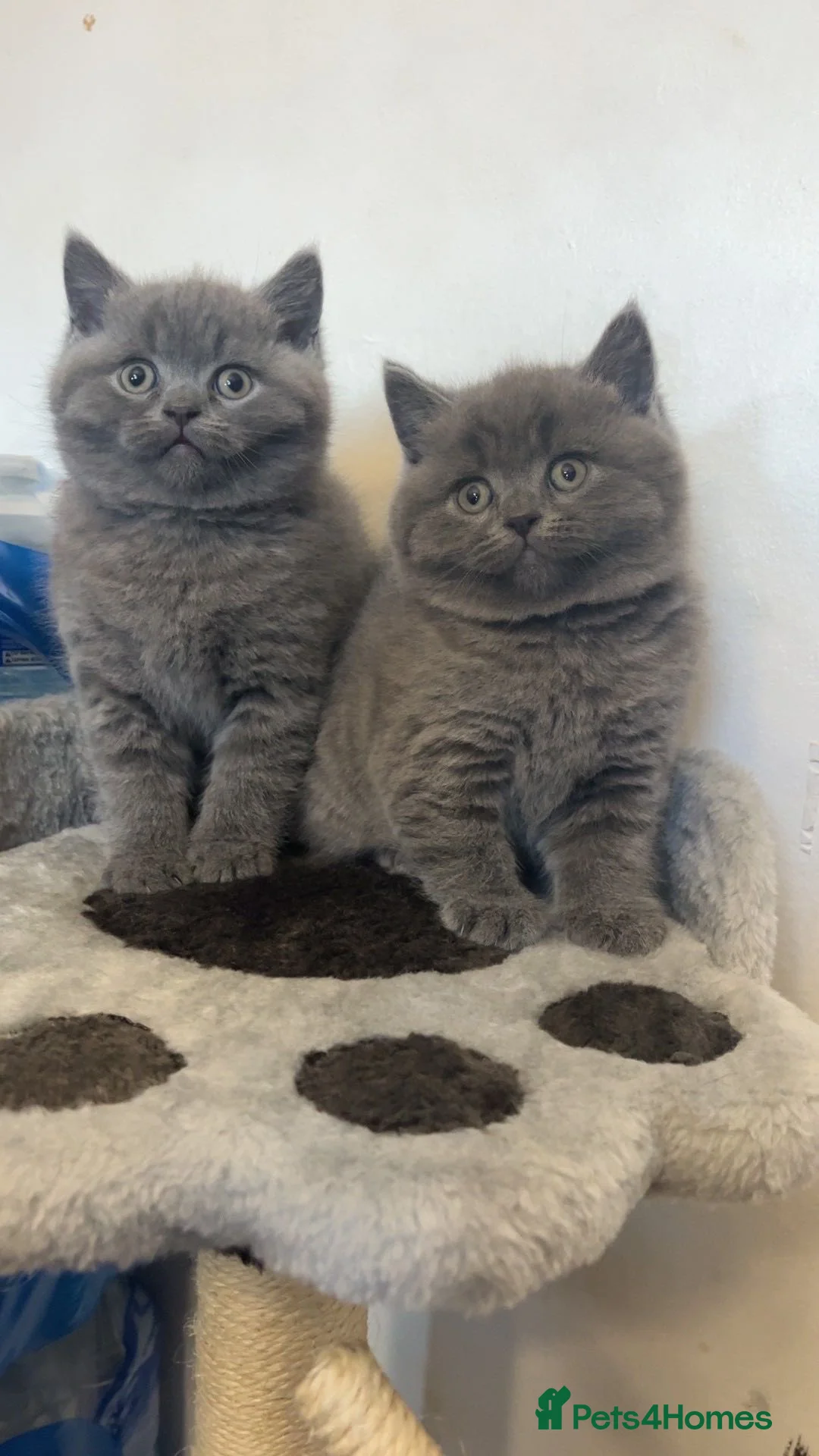 British Shorthair cats for sale: British Shorthair Kittens in Smethwick - Advert 3