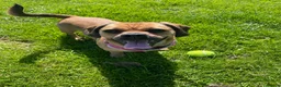 Mixed Breed dogs for sale: Dachshund x pug in Bathgate - Advert 3