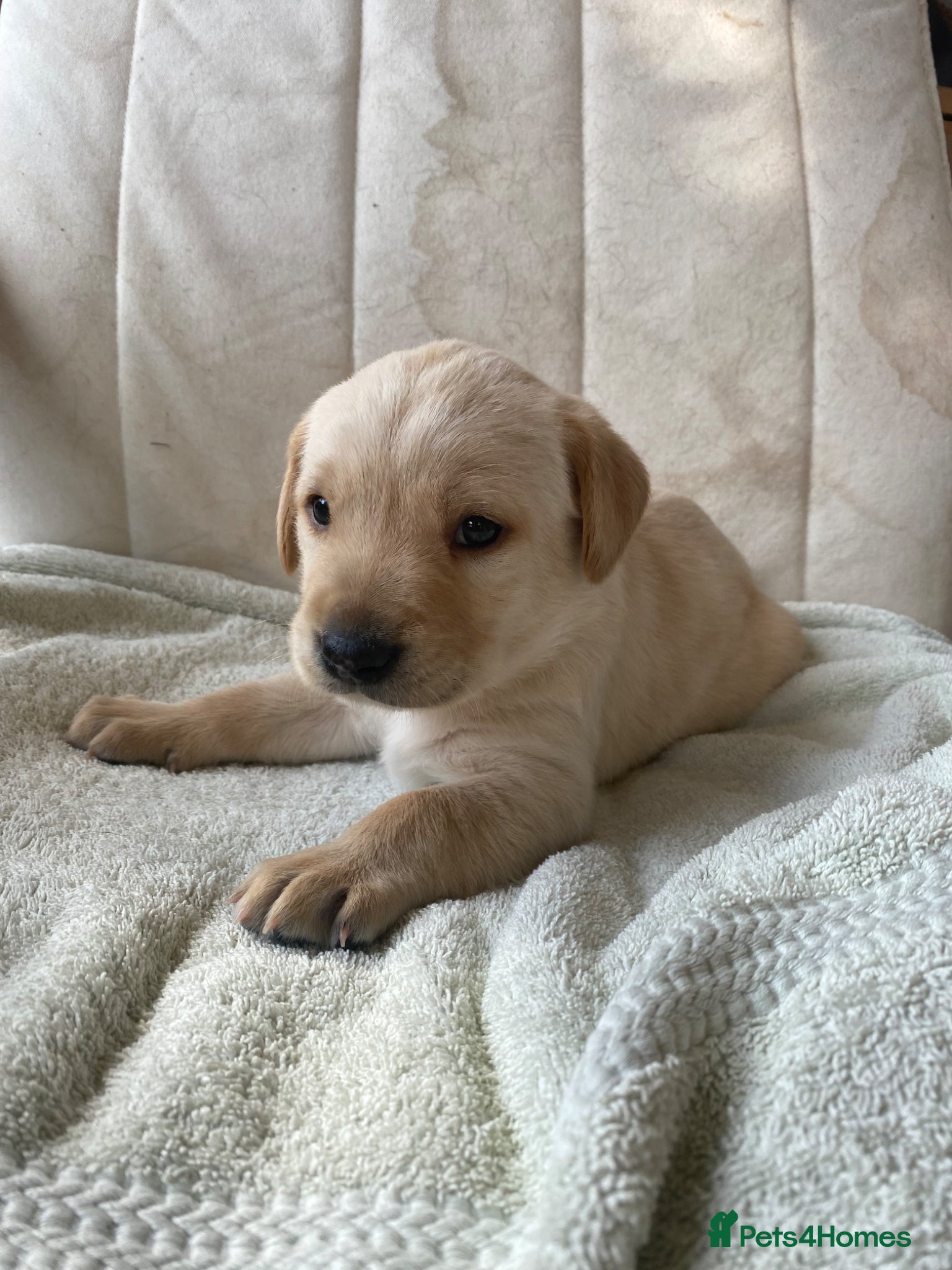 Labrador Retriever dogs Working Labrador puppy - Advert 1