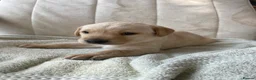 Labrador Retriever dogs for sale: Working Labrador puppy - Advert 1