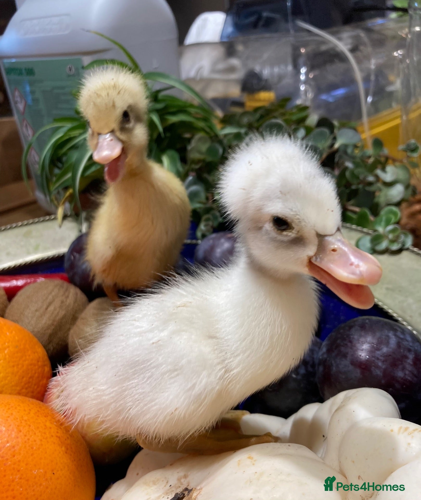Mixed Breed poultry Hatching Eggs and Chicks! Guineas,Ducks & Chickens - Advert 2