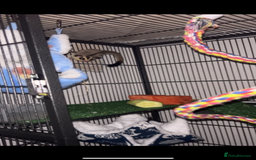 Sugar Glider rodents for sale: Two sugar gliders + large cage  - Image 4