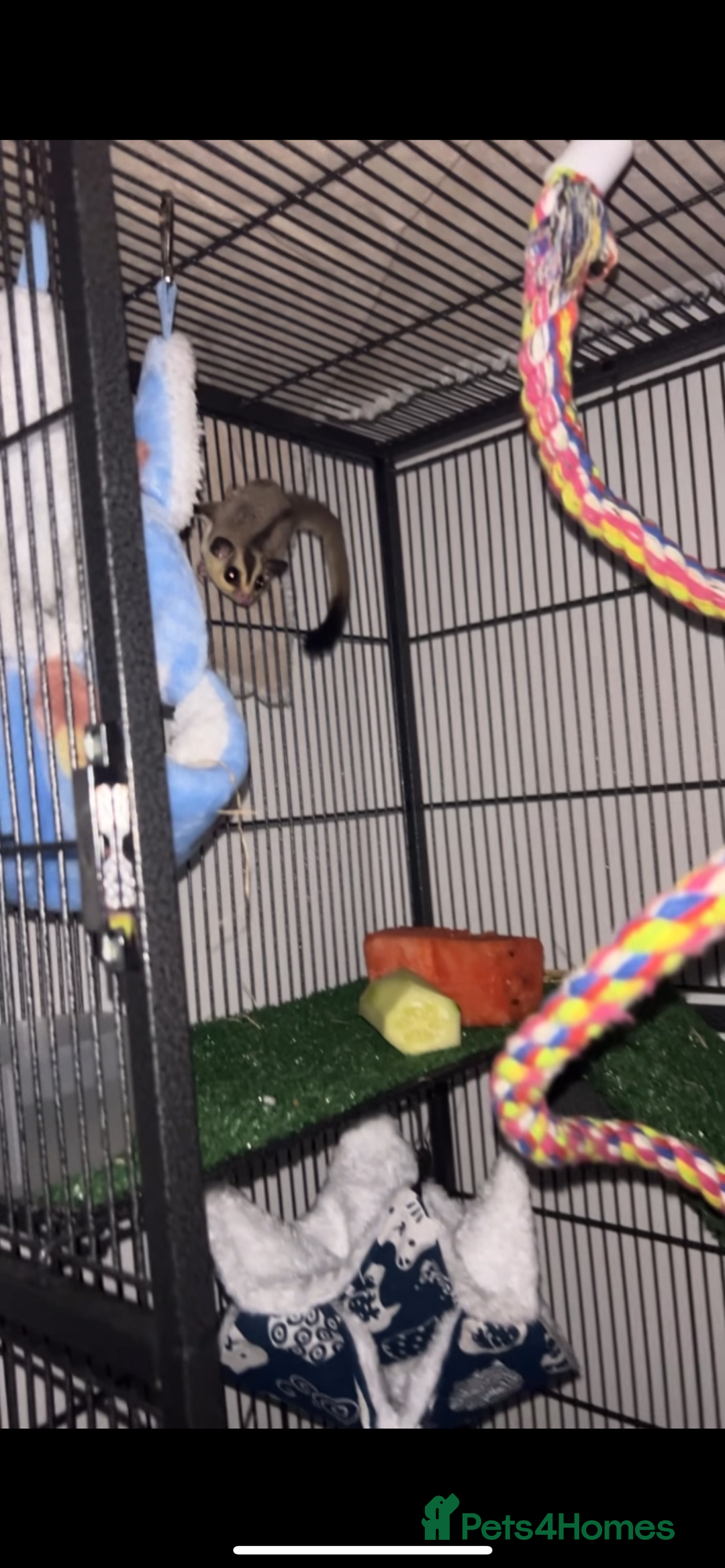 Sugar Glider rodents for sale: Two sugar gliders + large cage  - Image 4