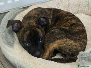 Mixed Breed dogs Staffordshire bull terrier - Advert 1