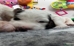 Cocker Spaniel dogs for sale: KC Reg; Home Raised; Low COI; DNA CLEAR; Show Type - Image 31