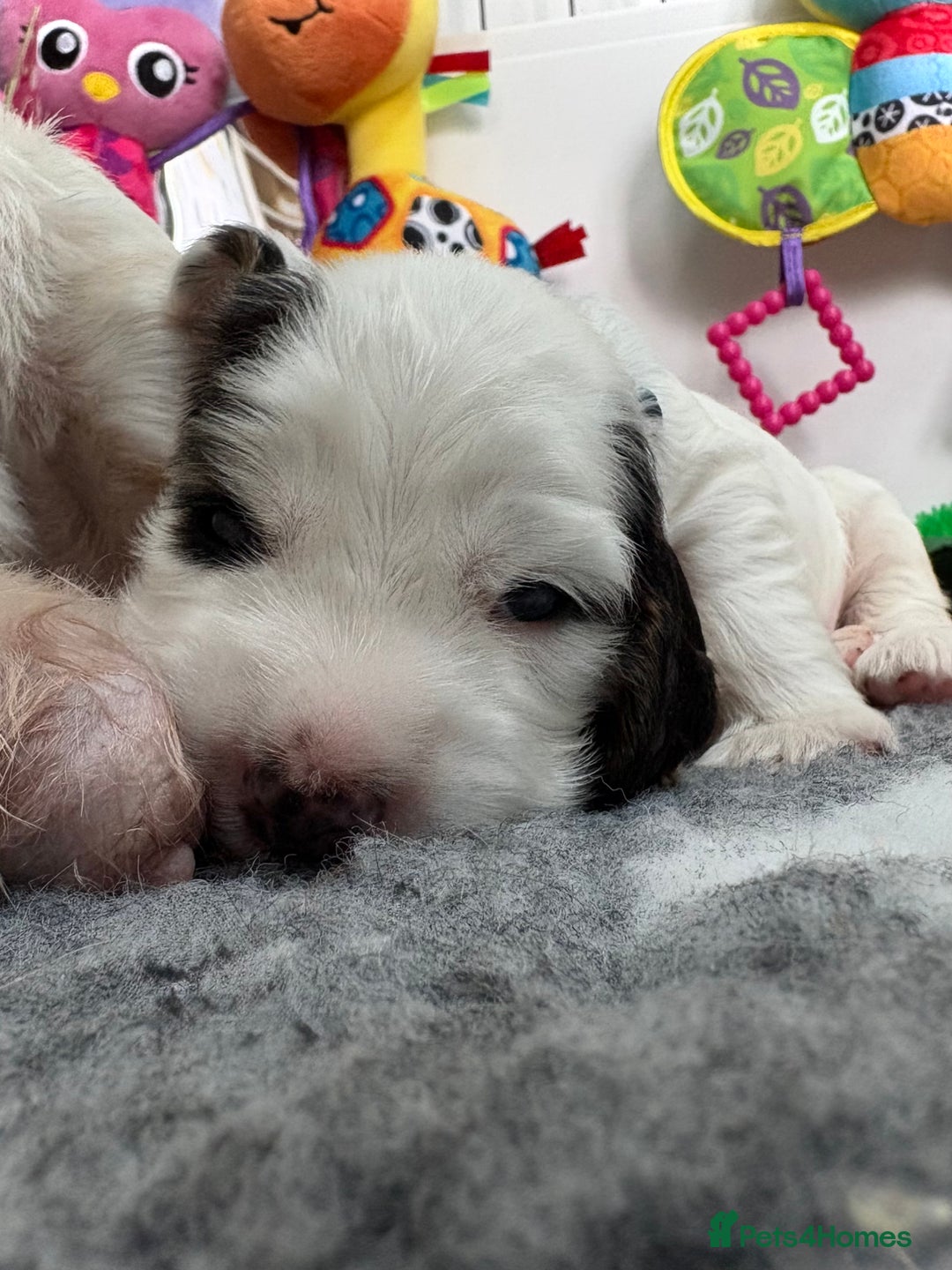 Cocker Spaniel dogs for sale: KC Reg; Home Raised; Low COI; DNA CLEAR; Show Type - Image 31