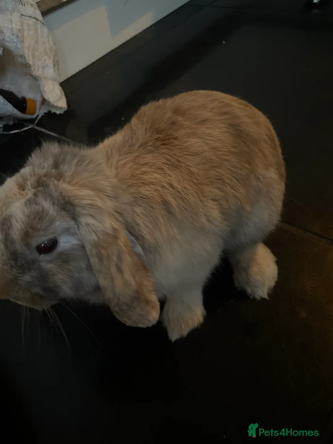 Mixed Breed rabbits for sale: For sale ASAP - Advert 2