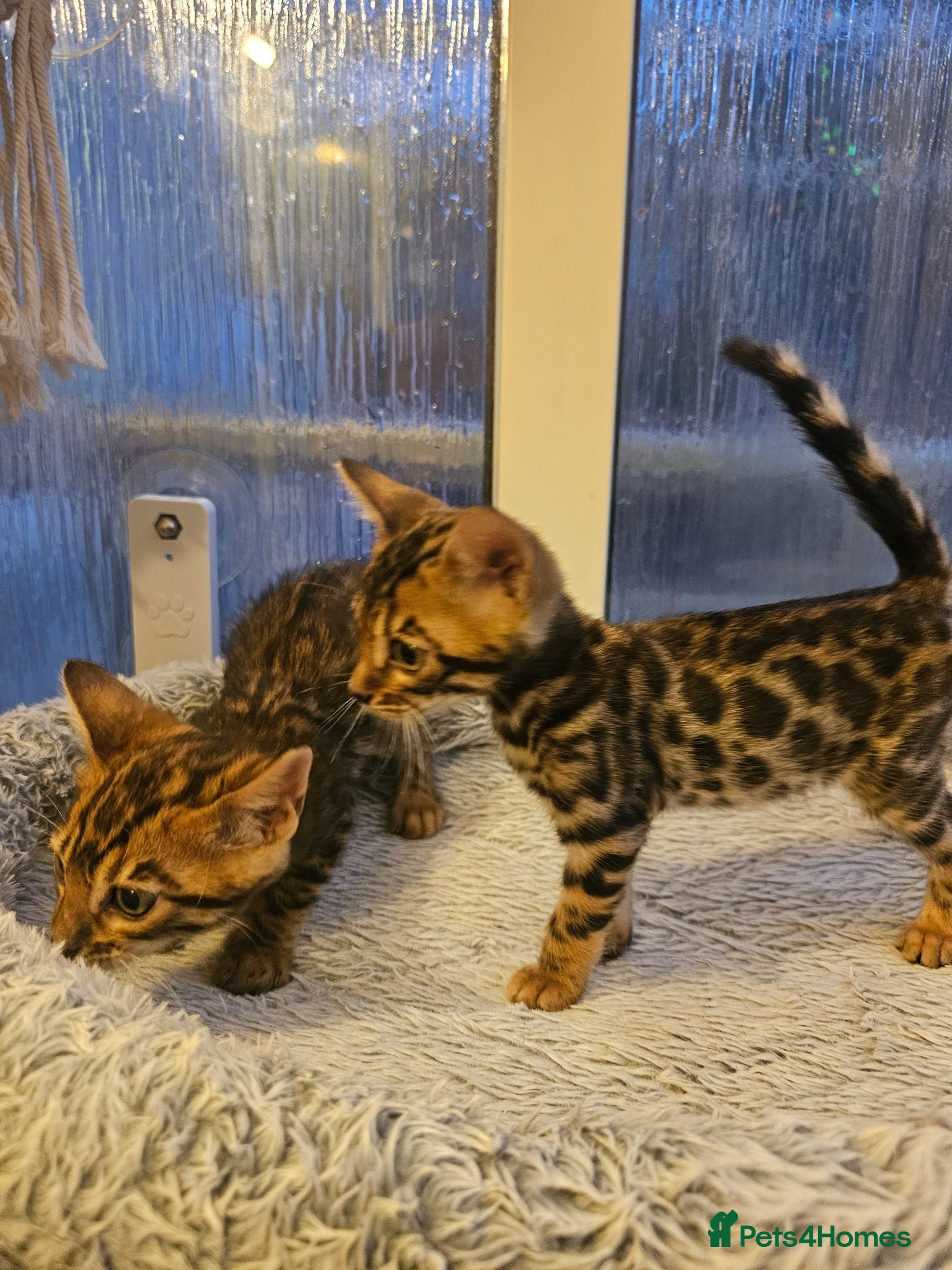 Bengal cats Stunning Bengal Kittens - Advert 6