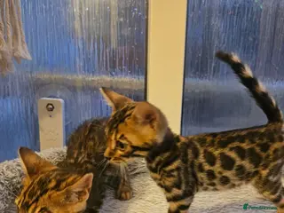 Bengal cats Stunning Bengal Kittens - Advert 6