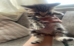 British Shorthair cats for sale: Beautiful British shorthair X Persian kittens  - Image 1