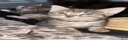 Mixed Breed cats for sale: Beautiful kittens for sale!  - Advert 22